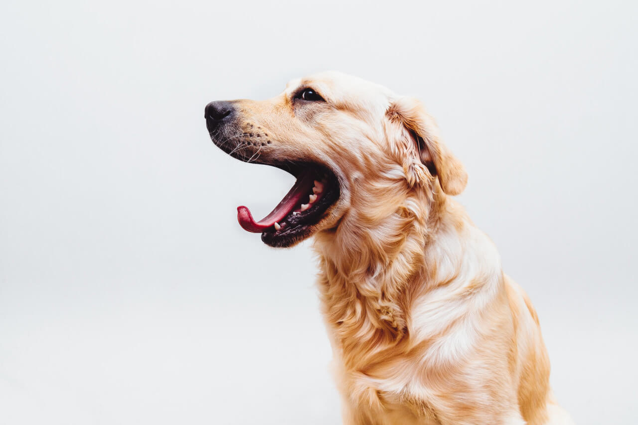 Golden retriever yawning with mouth wide open against a white background.