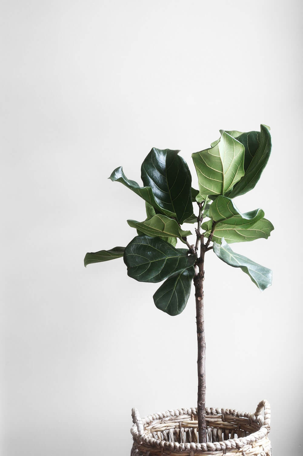 Fiddle leaf fig plant in woven basket.