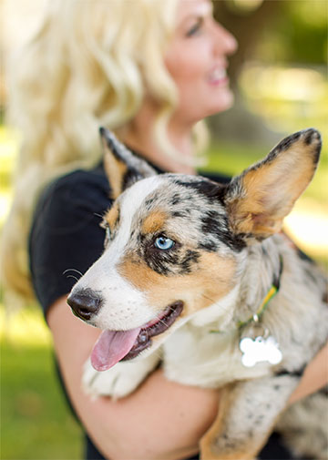Close-up of a blue-eyed dog with a merle coat.