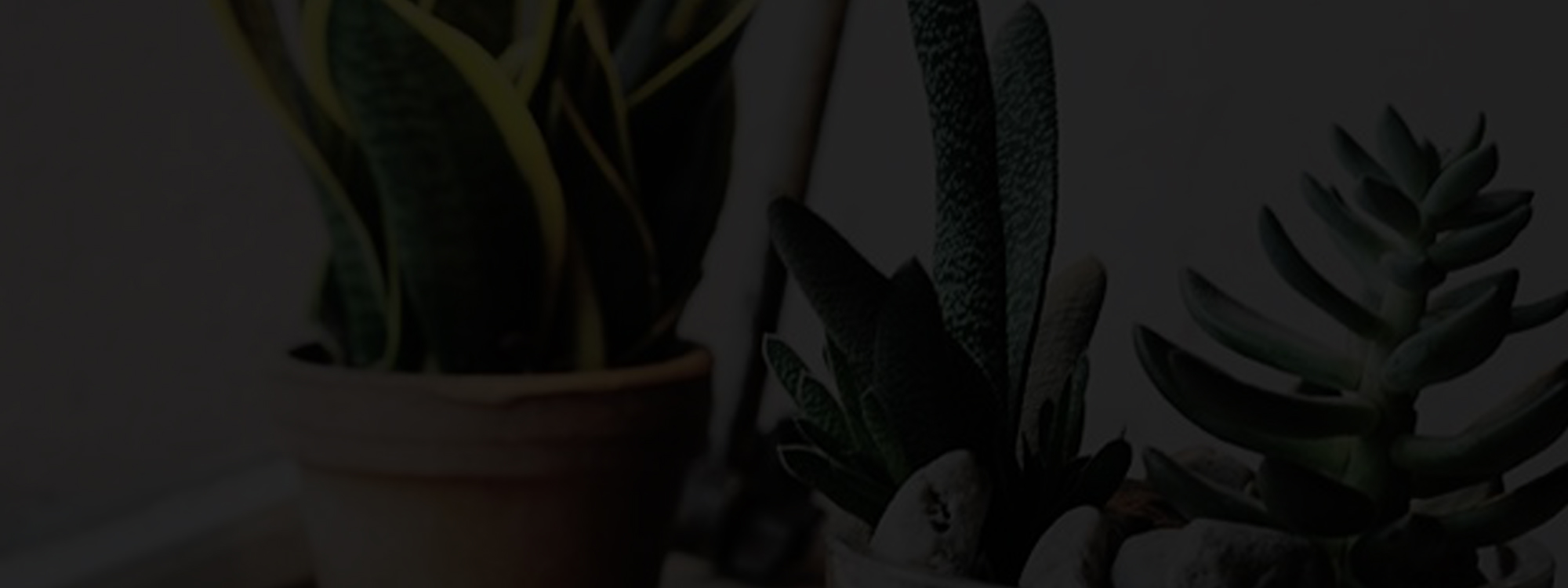 Close-up of potted succulent plants with dark background.